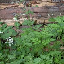 Attēlu rezultāti vaicājumam “Chaerophyllum aromaticum leaf”