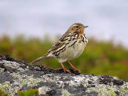 Image result for Anthus cervinus