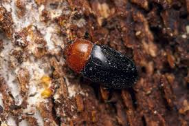 Attēlu rezultāti vaicājumam “Triplax russica”