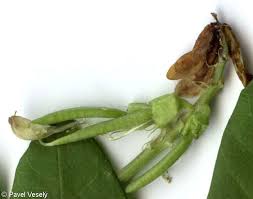 Attēlu rezultāti vaicājumam “Astragalus glycyphyllos fruit”