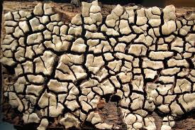 Attēlu rezultāti vaicājumam “Xylobolus frustulatus”