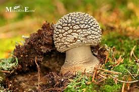 Attēlu rezultāti vaicājumam “Amanita excelsa”