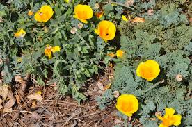 Attēlu rezultāti vaicājumam “Eschscholzia californica leaf”