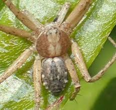Attēlu rezultāti vaicājumam “Philodromus sp.”