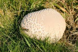 Attēlu rezultāti vaicājumam “Calvatia utriformis”