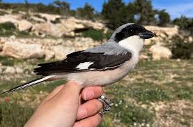 Image result for Lanius minor