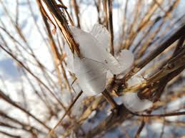 Attēlu rezultāti vaicājumam “Frost Flowers”