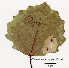 Attēlu rezultāti vaicājumam “Phyllonorycter apparella”