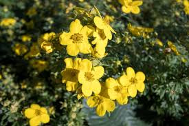 Attēlu rezultāti vaicājumam “Potentilla reptans flower”