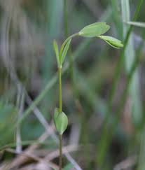 Attēlu rezultāti vaicājumam “Linum catharticum fruit”