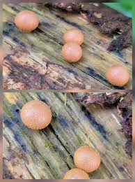 Attēlu rezultāti vaicājumam “Lycogala confusum macro”