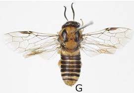 Attēlu rezultāti vaicājumam “Gilpinia”