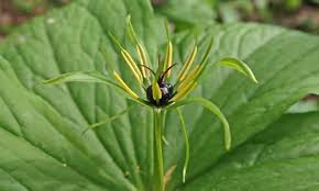 Attēlu rezultāti vaicājumam “Paris quadrifolia flower”