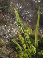 Attēlu rezultāti vaicājumam “Carex viridula”
