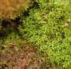 Attēlu rezultāti vaicājumam “Gymnostomum calcareum”