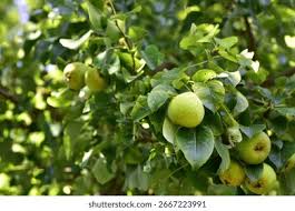 Attēlu rezultāti vaicājumam “Pyrus communis”