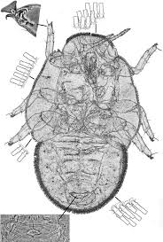 Attēlu rezultāti vaicājumam “Trioza dispar”
