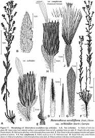 Attēlu rezultāti vaicājumam “Heterotrichia oerstedii (syn. Arcyria oerstedii) sessile”