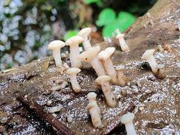 Attēlu rezultāti vaicājumam “Ombrophila violacea spores”