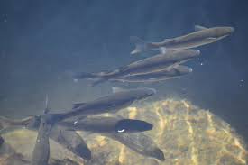 Image result for Chelon richardsonii