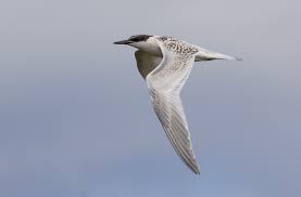 Attēlu rezultāti vaicājumam “Sterna sandvicensis”