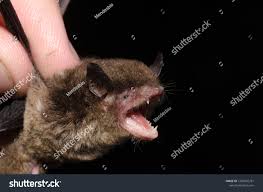 Attēlu rezultāti vaicājumam “Myotis sp.”