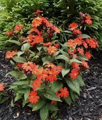Attēlu rezultāti vaicājumam “Silene x arkwrightii Vesuvius flower”