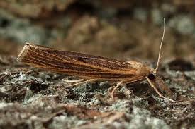 Attēlu rezultāti vaicājumam “Pediasia contaminella”