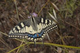 Attēlu rezultāti vaicājumam “Papilio machaon upperside”