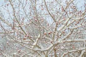 Attēlu rezultāti vaicājumam “Crataegus laevigata”