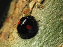 Attēlu rezultāti vaicājumam “Chilocorus renipustulatus”