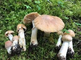 Attēlu rezultāti vaicājumam “Rozites caperata”