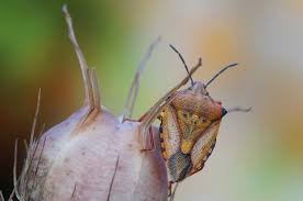 Attēlu rezultāti vaicājumam “Carpocoris sp.”