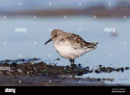 Attēlu rezultāti vaicājumam “Calidris alba adult”