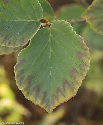 Attēlu rezultāti vaicājumam “Hamamelis mollis”