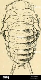 Attēlu rezultāti vaicājumam “Omophron limbatum”