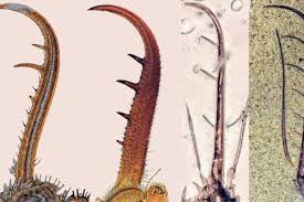 Attēlu rezultāti vaicājumam “Neuroptera”