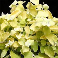 Image result for Helichrysum lindleyii