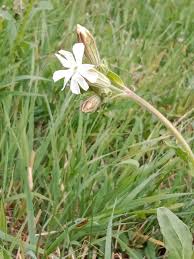 Attēlu rezultāti vaicājumam “Silene latifolia subsp. alba”