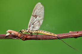 Attēlu rezultāti vaicājumam “Ephemera vulgata”