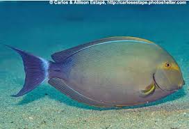 Image result for Acanthurus xanthopterus