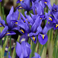 Attēlu rezultāti vaicājumam “Iris reticulata flower”