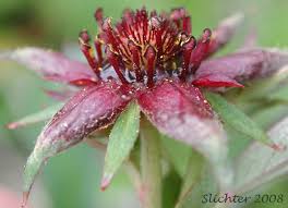 Attēlu rezultāti vaicājumam “Polymerus palustris”