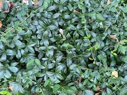 Attēlu rezultāti vaicājumam “Vinca minor leaf”