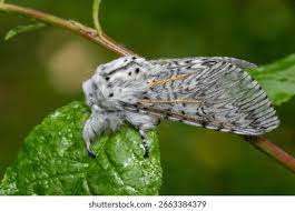 Attēlu rezultāti vaicājumam “Cerura vinula”