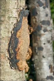 Attēlu rezultāti vaicājumam “Dichomitus campestris”