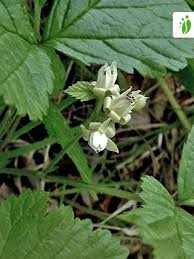 Attēlu rezultāti vaicājumam “Rubus saxatilis”