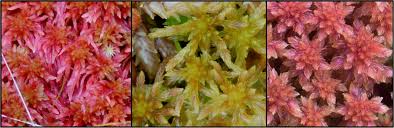 Attēlu rezultāti vaicājumam “Sphagnum quinquefarium”