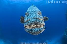 Image result for Epinephelus tukula