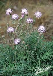 Attēlu rezultāti vaicājumam “Centaurea stoebe flower”